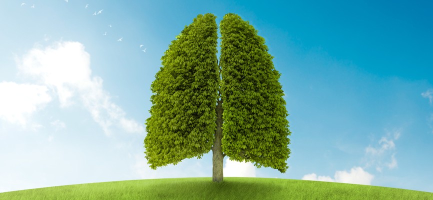 Очищение воздуха при помощи деревьев