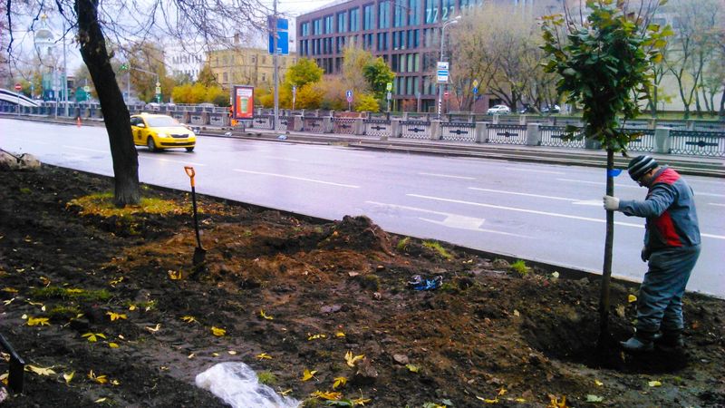 Посади миллион деревьев Посади миллион деревьев