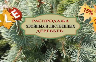 Распродажа хвойных и лиственных деревьев и кустарников