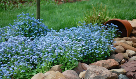 Голубой цвет в оформлении сада