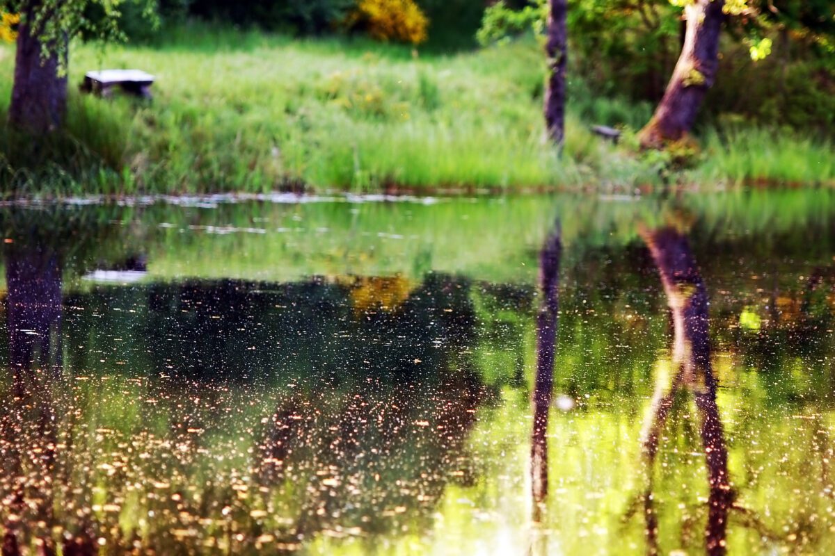 trees reflected in the lake